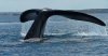 La-ballena-mas-solitaria-del-mundo-2.jpg